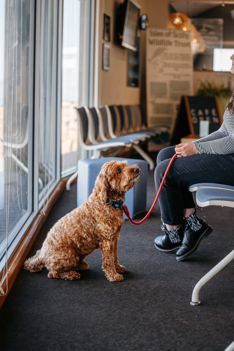 IOSTravel's tweet image. Take your furry friend along for the adventure to the Isles of Scilly! 🐾

Fly with Skybus from Land’s End or Newquay ✈️, or sail from Penzance on the Scillonian III ⛴️

Plan your dog-friendly journey herehttps://islesofscilly-travel.pulse.ly/bkah1ummue