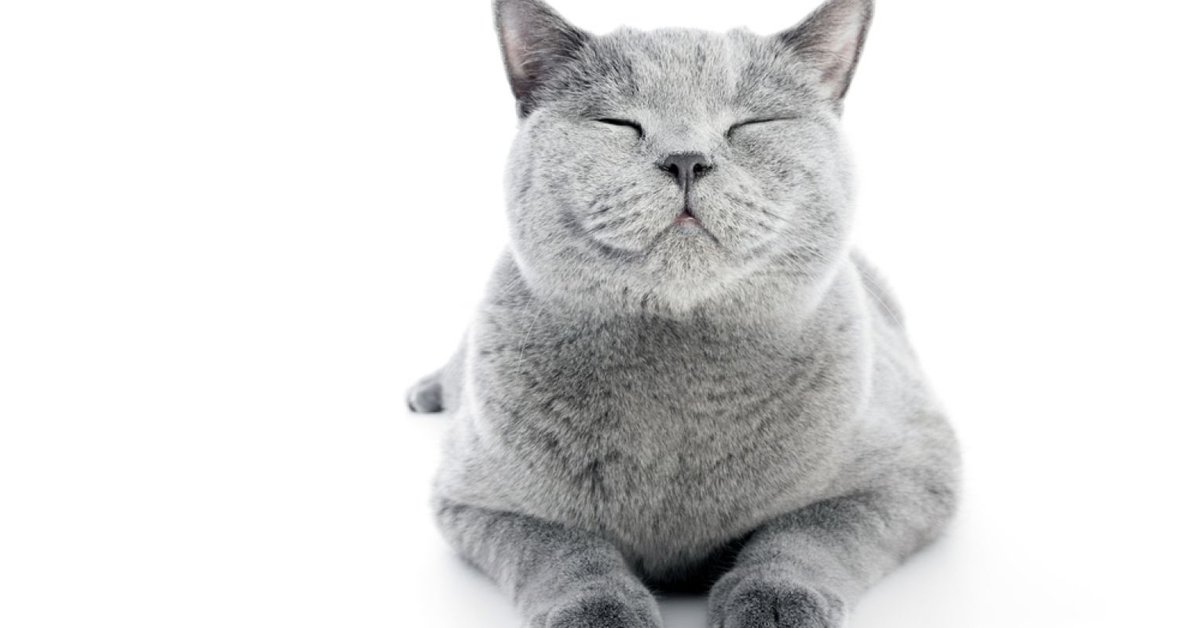 Why do humans struggle and get "bogged down" emotionally while animals move on?
Learn why the search for meaning both helps and hurts us from #PsychologyToday -  ow.ly/PRgh30sT4qU

#mentalhealth