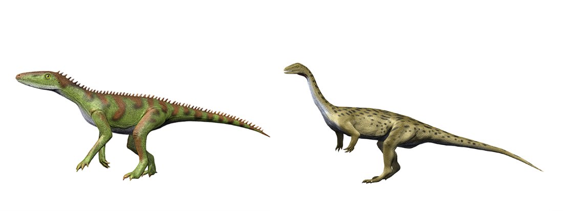 PNASNews's tweet photo. #Paleontologists are working to pinpoint the dawn of the #dinosaurs. What were the early evolutionary steps that set the stage for the animals’ impressive reign? A PNAS News Feature: https://t.co/HL2JDTCaE7
#Lewisuchus #Triassic #Silesaurus #ornithischians #extinction https://t.co/WNCZOZ9Gln