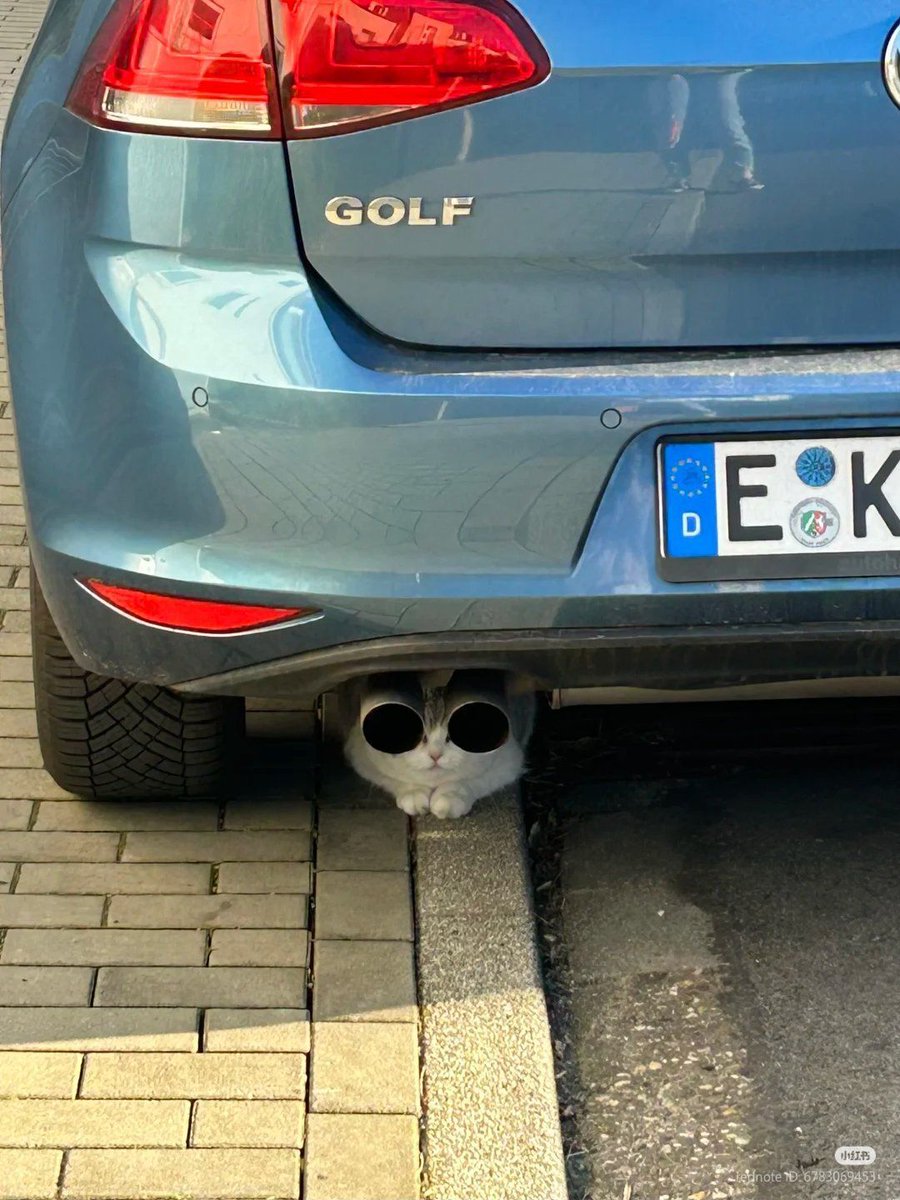 ShouldHaveCat's tweet photo. 👁👁 https://t.co/0Ys3K0qV63