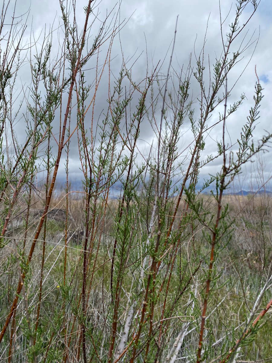 Western Geographic Science Center tweet media