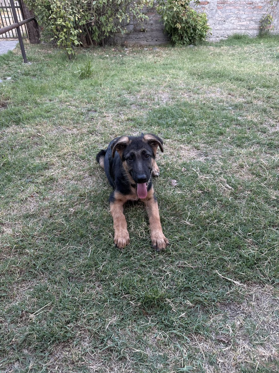 amigos miren lo grande que está el newen y todavía no cumple los 4 meses