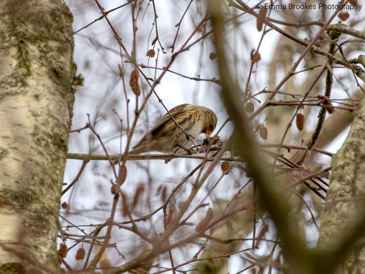 emmabphotos's tweet photo. Redpolls at WWT Slimbridge 28/01/26
@slimbridge_wild #glosbirds #wildlife #nature #redpolls #birds #ThePhotoHour #photography #slimbridge https://t.co/NbYRxHHm6b