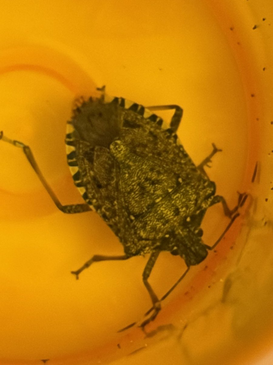 liquidmorg's tweet image. I went light trapping last night and I caught a few moths. None of these below are from last night but oh well.