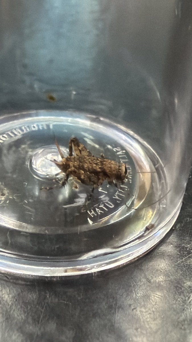 liquidmorg's tweet image. I went light trapping last night and I caught a few moths. None of these below are from last night but oh well.