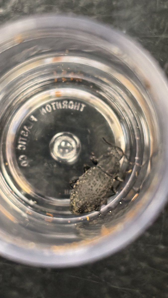 liquidmorg's tweet image. I went light trapping last night and I caught a few moths. None of these below are from last night but oh well.