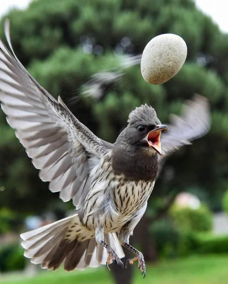 The bird that is missed by a stone doesn’t waste time questioning the thrower’s intention.”

Because the bird understands something most humans don’t.

The stone was not thrown to teach.
It was not thrown to warn.
It was not thrown to play.

It was thrown to kill.

And when it