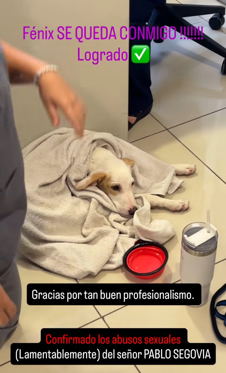 agostini____'s tweet image. La chica que rescató a Fénix logró ser su tutora. Nadie se lo va a sacar. 
Por otro lado se confirmaron los abusos por parte de PABLO SEGOVIA.