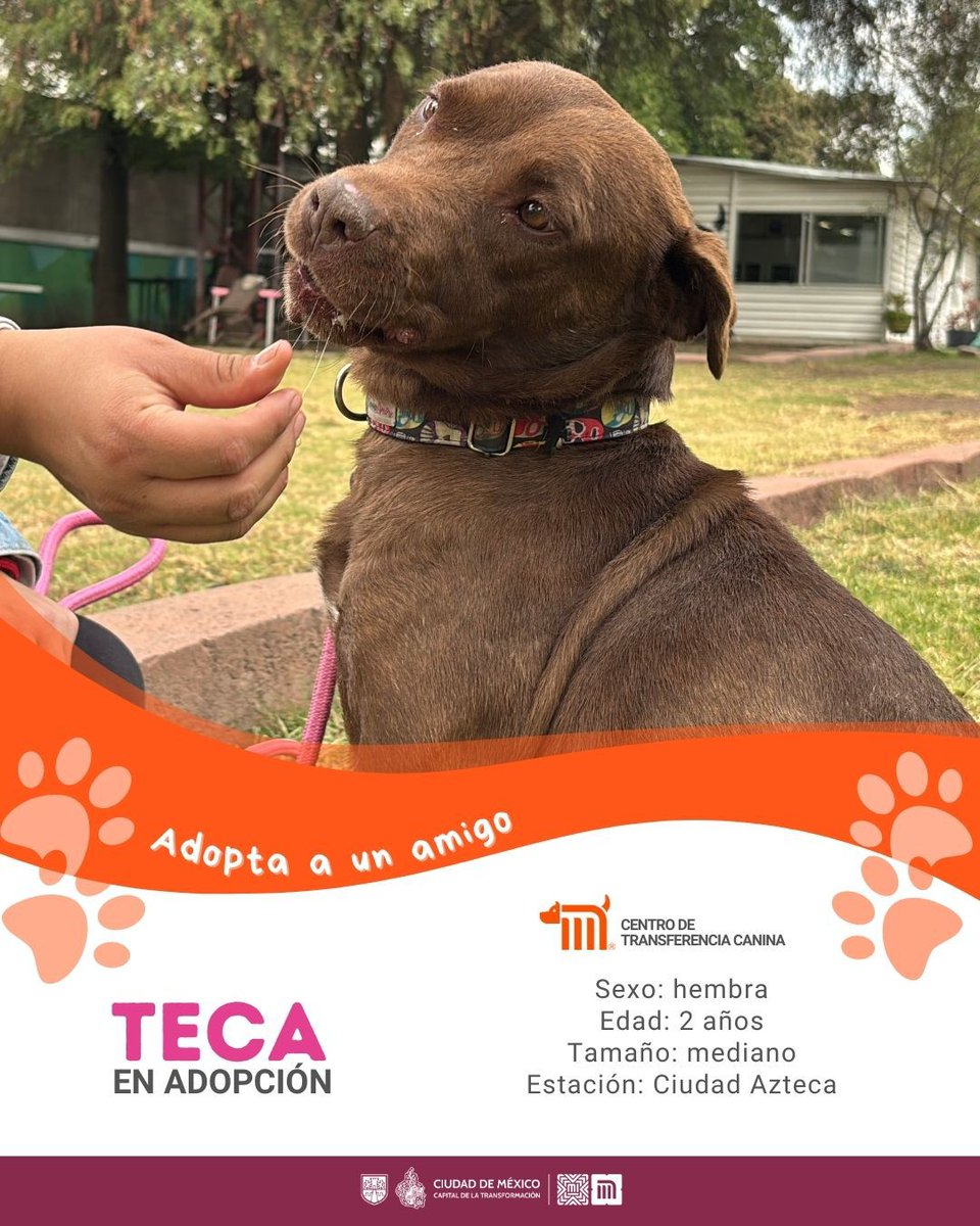 MetroCDMX's tweet photo. "Teca" está en busca de una familia, si deseas darle la oportunidad de ser adoptada comunícate con el @ctcdelmetro, vía e-mail a: ctc@metro.cdmx.gob.mx  
Consulta requisitos de adopción en 👉🏼 https://t.co/vy9M5dnTRh 🐾  #AdoptaNoCompres 🐶🏡 https://t.co/JEj61UOToQ