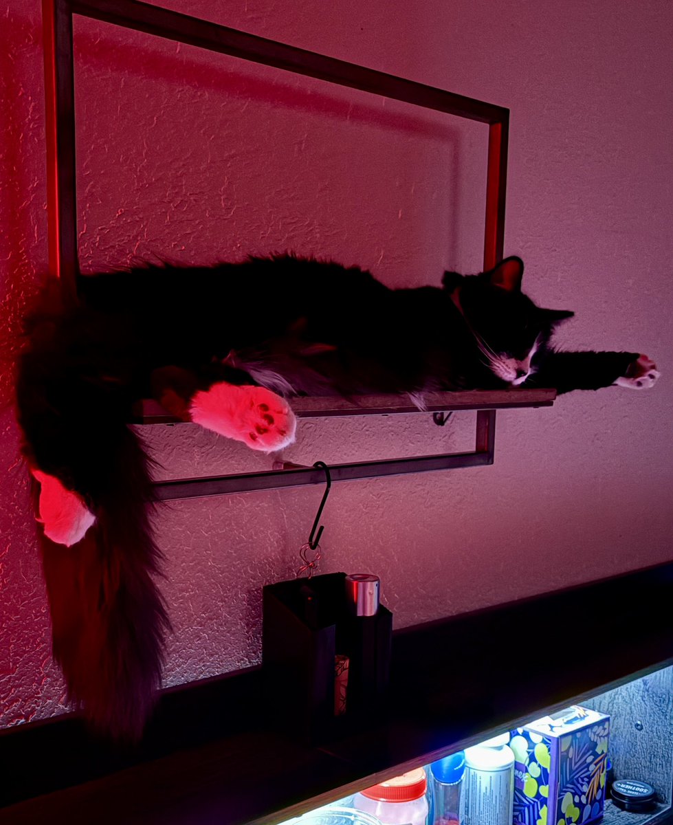 I love this stupid cat but I don’t know how I’m going to get by until he grows out of kitten behavior. He’s the worst behaved cat I’ve ever known and we are exhausted.