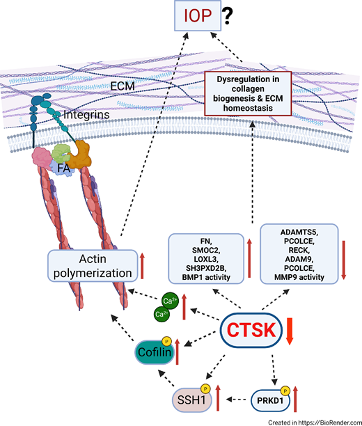 ARVOiovs's tweet photo. Padmanabhan P. Pattabiraman et al. from the Indiana University School of Medicine find that loss of cathepsin K impairs collagen biogenesis and enhances actin polymerization in trabecular meshwork. 
https://t.co/naF96SfZdl https://t.co/XFZVDBuFYM