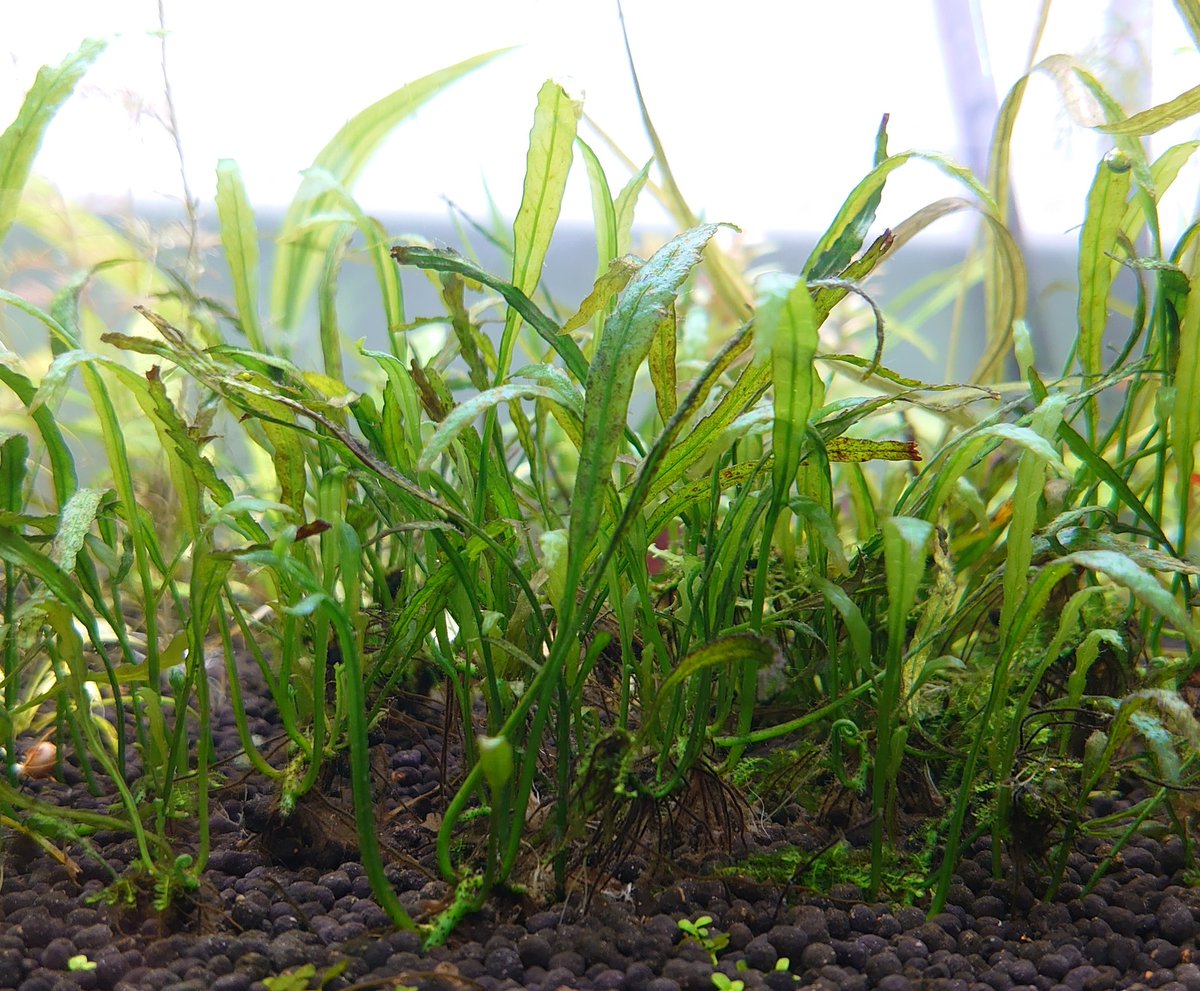 Silent aquarium (@silent_aquarium) / Posts / X