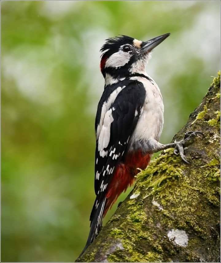 CryptoNewsMED's tweet photo. A striking *Great Spotted Woodpecker* perched on a moss‑covered tree branch, a vivid red patch on the lower belly and a subtle red spot on the nape. The bird’s sharp beak and making the composition feel both vivid and atmospheric.#Woodpecker #SpottedWoodpecker #BirdPhotography https://t.co/h5K1A6nRaE