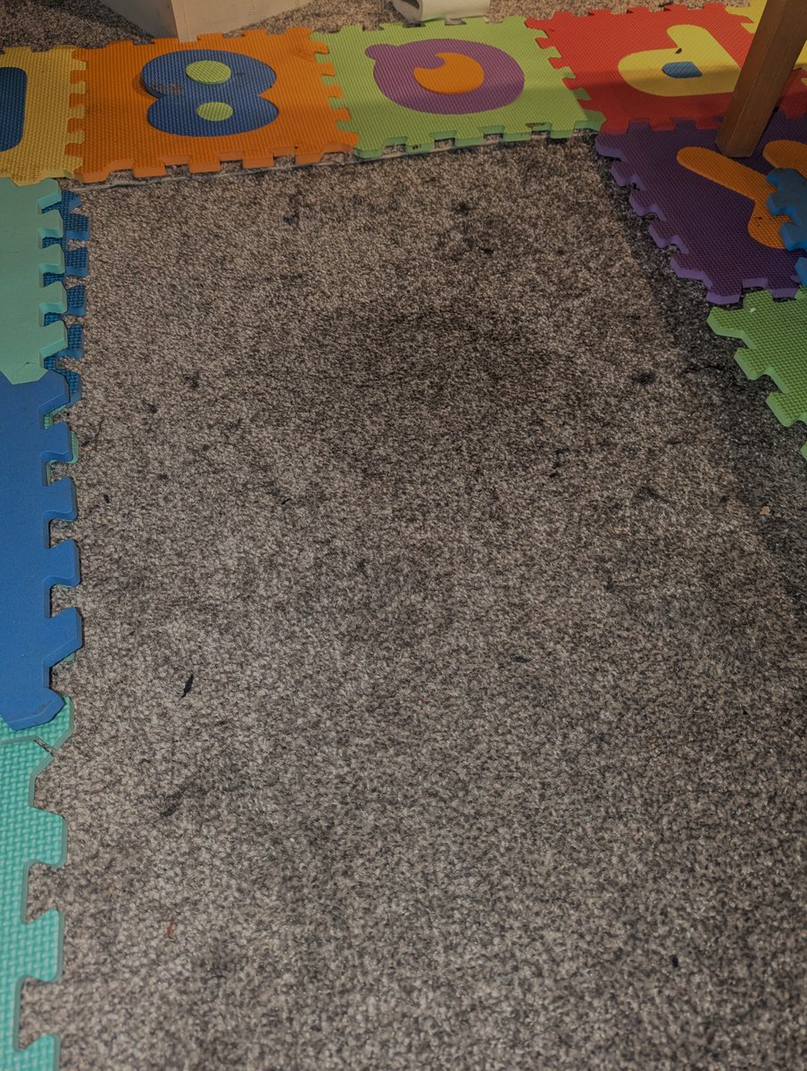 SmellyWusky's tweet photo. Soaked nicely into my carpet🙃 https://t.co/Zn9v29Y4oY