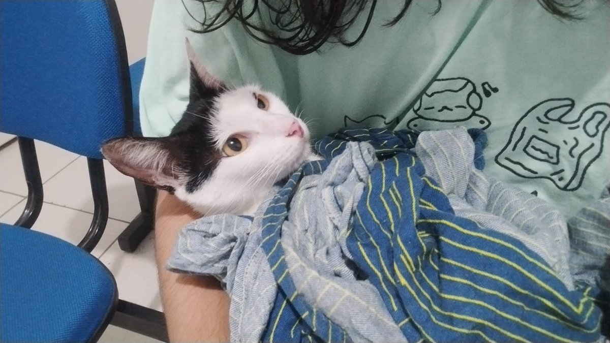 burnlizz's tweet photo. Oi titios, eu sou a Priska!!
Dia 28/01/2026 eu fui diagnosticada com ESPOROTRICOSE e preciso da sua ajuda para melhorar e não contaminar minhas irmãzinhas, vou te explicar tudinho.
Minha mamãe pediu pra você seguir o fio 🧵 https://t.co/2ig4MNECu5