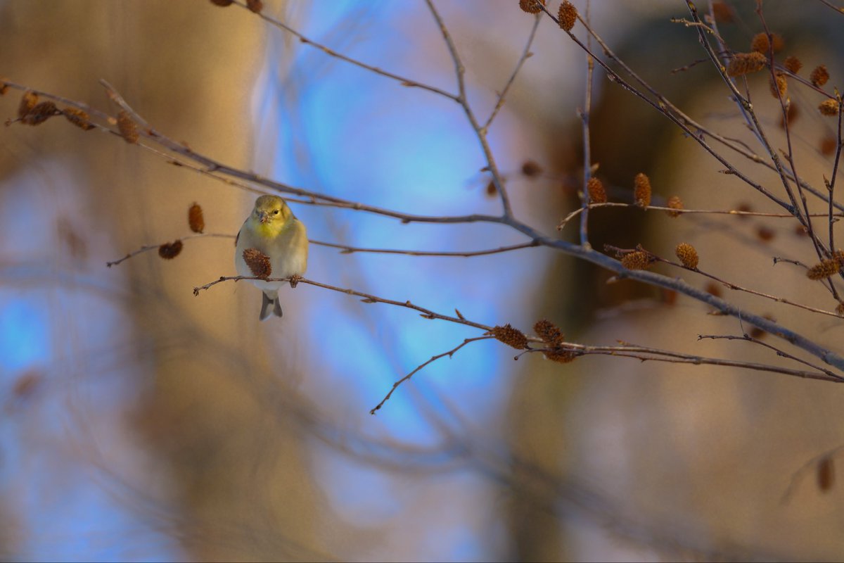 birds101 tweet media