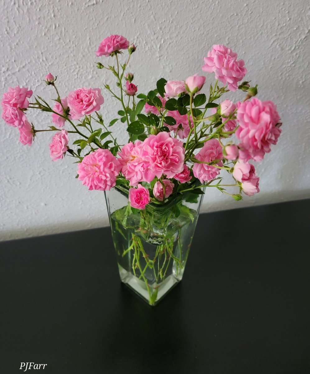 PeggyJoFarr2's tweet photo. #throughbackfriday
#fridayflowers
#roses
Roses from the yard. https://t.co/6USNLduagF