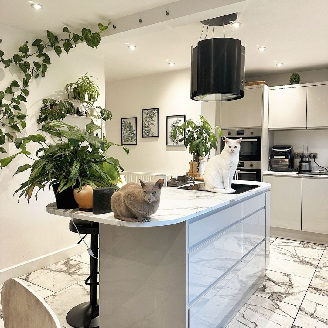 TileMountainUK's tweet photo. Plant babies and fur babies 🌿🐱

🏡 ig cacti.and.crystals
🔎 Invisible Marble Gloss Floor Tiles

Shop here: https://t.co/kL5Xta6N6i

#marble #marbletiles https://t.co/voz2BFcDR5