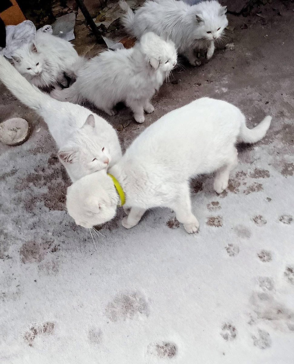 irena_druzenko's tweet image. Це треш 😐 Є номер, телефонуйте.
СЛАВЯНСК
Білосніжні шотландці….
0991503684