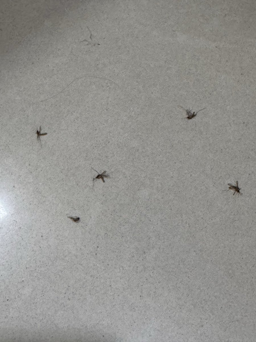 vidishaz's tweet photo. @mybmc @mybmcWardT I am tweeting at this hour out of frustration sleeplessness. Pls see the amount of mosquitos fluttering at our residence.The filth overflowing nallas near my resident have become a breeding ground for mosquitos. Requesting quick action🙏🏼
Nanepada, Mulund East https://t.co/aEoxfoaKgA