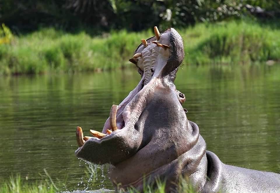 nationtoursug's tweet photo. Goood Morning from Uganda; The Pearl of Africa.
We are ready to take you to that destination.
Get in-touch and Let Us Travel..😎
#Whatsapp: +256784457993 https://t.co/ntRUUJcM4b