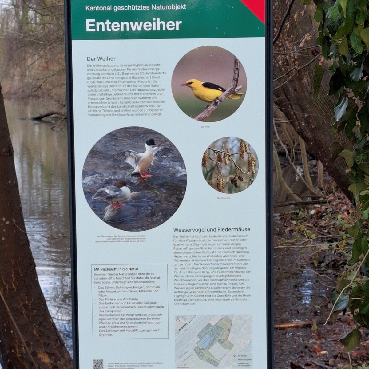 HSderSchreiber's tweet photo. Ein interessanter Blick auf den #Entenweher bei #Riehen. Hier ist auch der #Pirol zu Hause. https://t.co/MsZZiMX8FD