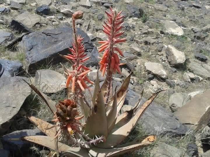 شجرة العلهُب 
الزهر حق هذي النبته يقال إنه 
علاج العُقم عند الرجال ١٠٠٪ والله اعلم

يتم غلي الزهور بالماء واشرب الماء كاسه صباح وكاسه مساء