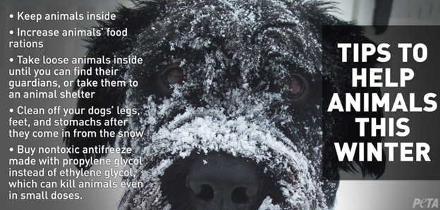 peta's tweet photo. @danaosgoodwx Please help us remind everyone to keep their animals safe during the nor’easter by sharing these lifesaving tips: https://t.co/yy2i5sDaUd https://t.co/5Av88WLIwO