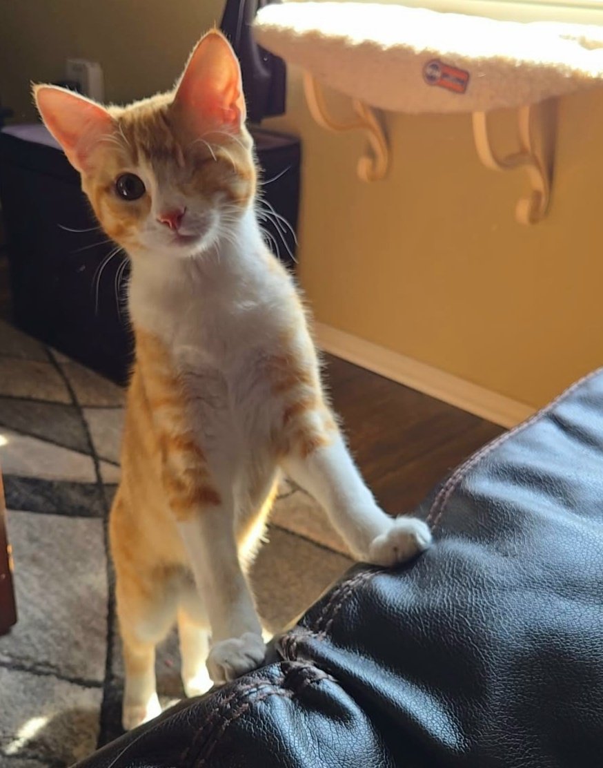 krista🦥 tweet media