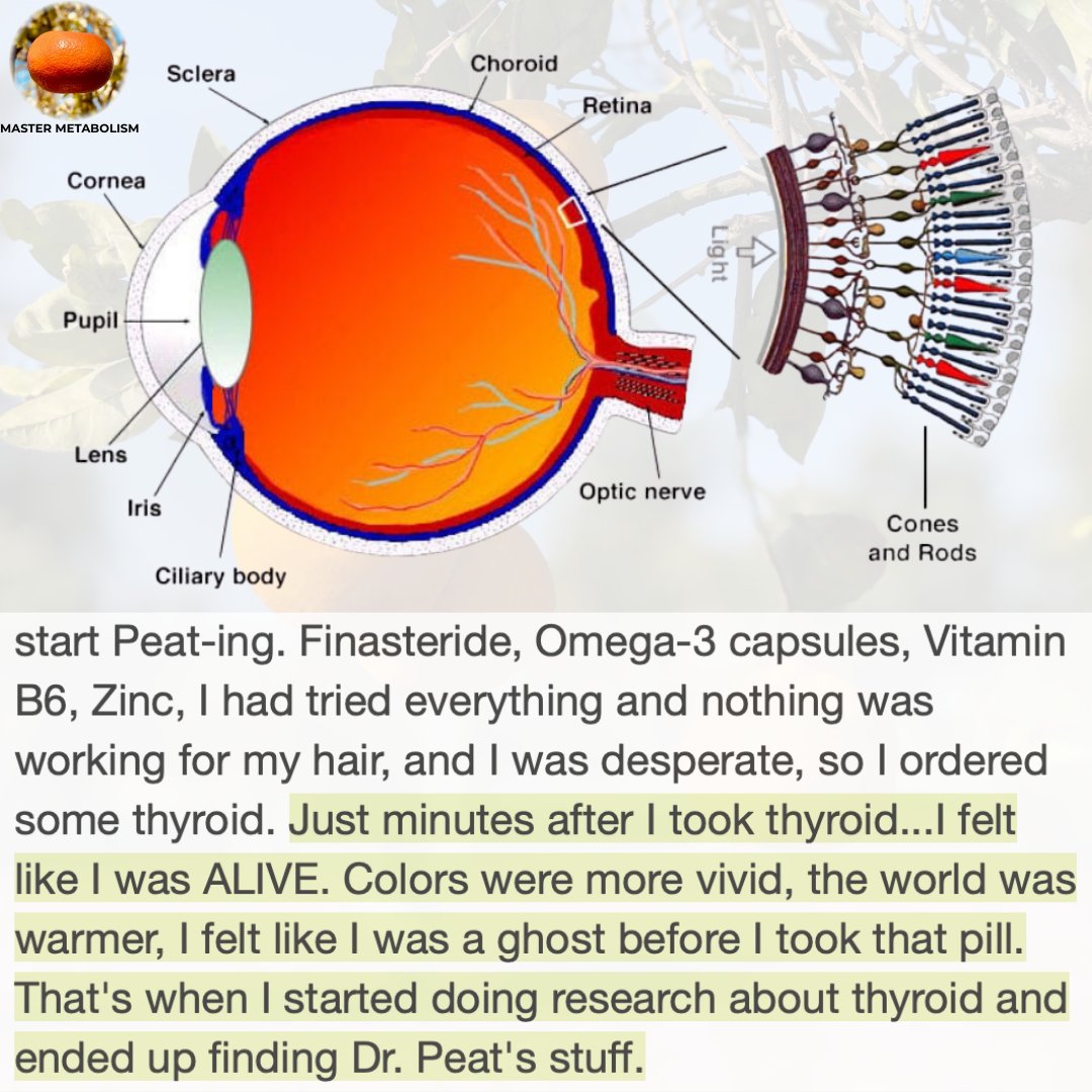 lowmegatron's tweet image. Thyroid hormone affects color vision.

The ‘cones’ in the eye that are responsible for color vision depend on thyroid hormone and hypothyroidism during development was thought to affect color vision - but animal research shows that adult hypothyroidism leads to a reduction in