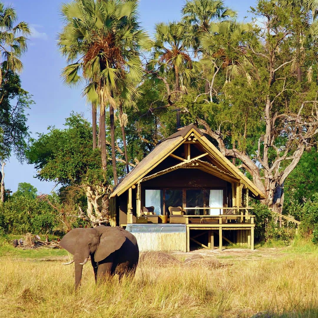 Take a walk on the wild side at Eagle Island Lodge &amp; experience the Okavango Delta at its most luxurious. Explore wildlife-rich surroundings and tranquil waterways, and savor slow, elegant evenings. Let’s plan your retreat! (361) 208-0898