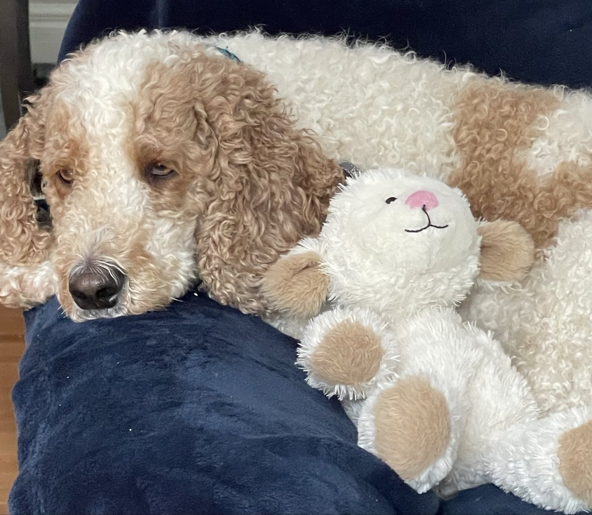 createurownart's tweet image. So sad!😞💔 
Paws in for Canadian Actress Catherine O’Hara.
Thank you for all the joy and laughter you brought to the world!❤️🙏

#CatherineOHara 
#CanadianIcon
#DogsOfX
#SecondCity
#SchittsCreek
#movies