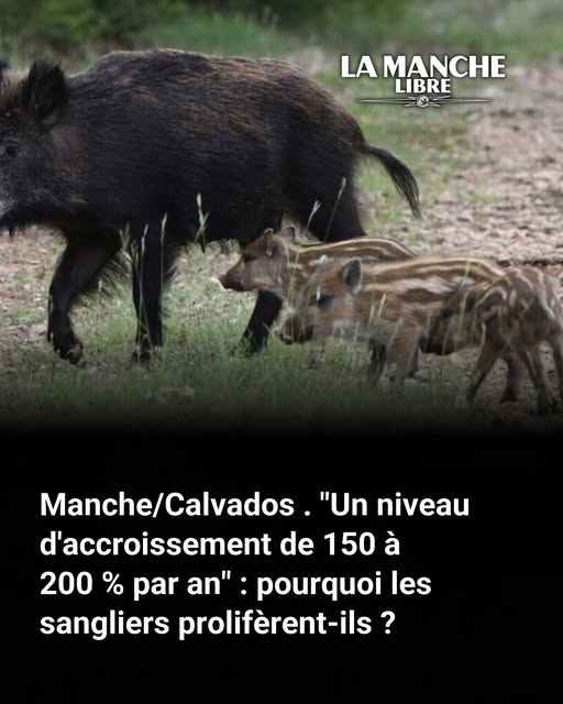 Demandez aux chasseurs !!
ils savent très bien pourquoi.

S'ils sont honnêtes, ils vont vous parler d'élevage depuis les années 70, des lâchers dans la nature, de l'agrainage, des croisements avec des cochons, des stratégies d'accroissement de population (préservation des laies