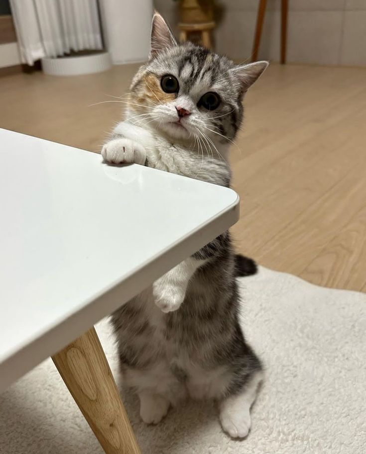 Cats all the way (@nekocatts) on Twitter photo 