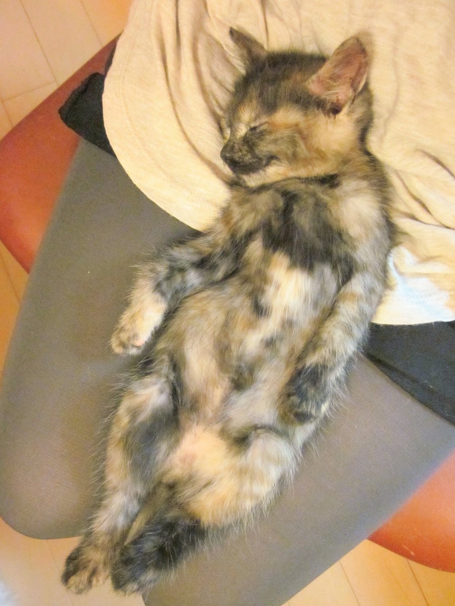 永遠に私の子猫ちゃんで天使ちゃん 世界一のかわいいちゃん #サビ猫 #サビ猫はいいぞ #サビ猫の日 #31日はサビ猫の日 https://t ...