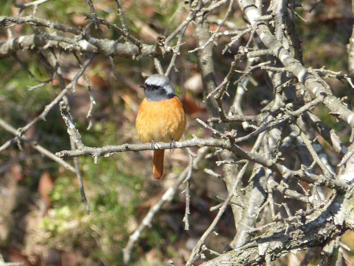 寒風に吹かれ雪が花びらのように舞っている白石城です
寒さはまだまだ抜けませんが梅が咲き小鳥が集まるようになってきました