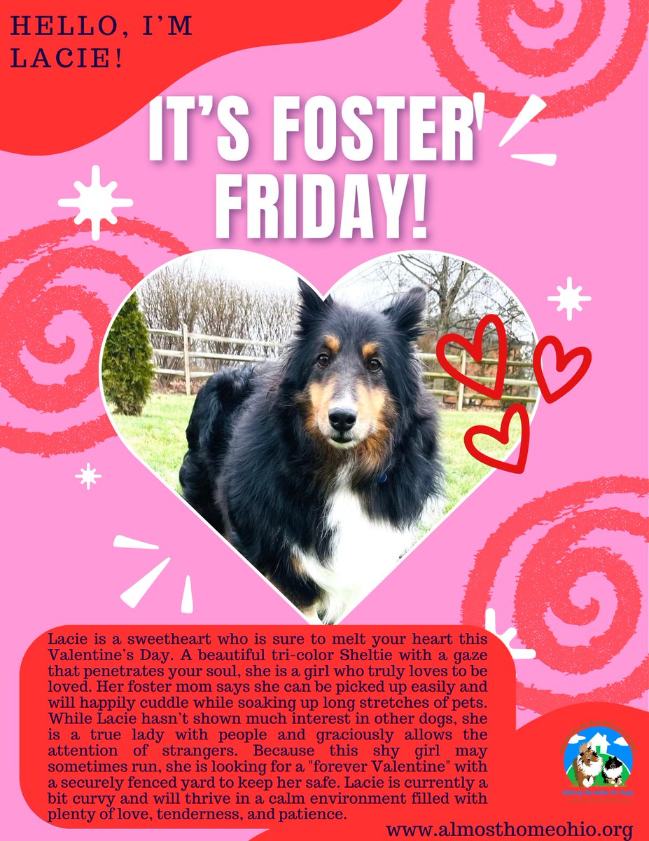 It's #FosterFriday and we are genuinely shocked that Lacie has yet to find her furever home. She truly is such a sweetheart! 🐾❤️