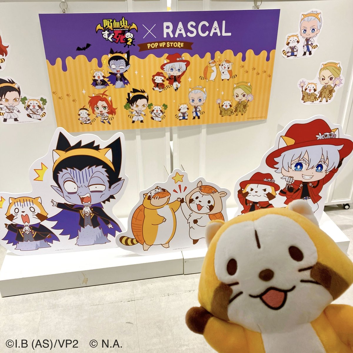 Rascal_tweet's tweet image. 「新宿の吸血鬼すぐ死ぬ2」のポップアップストア開催中だよ！
みんな、遊びに来てミャ～🎵(◆'∇'◆)

📅1月24日(土)～2月8日(日)
📍新宿マルイ メン

🔽詳細はコチラ
araiguma-rascal.com/news/2025/0004…

#ラスカル #吸血鬼すぐ死ぬ 2
