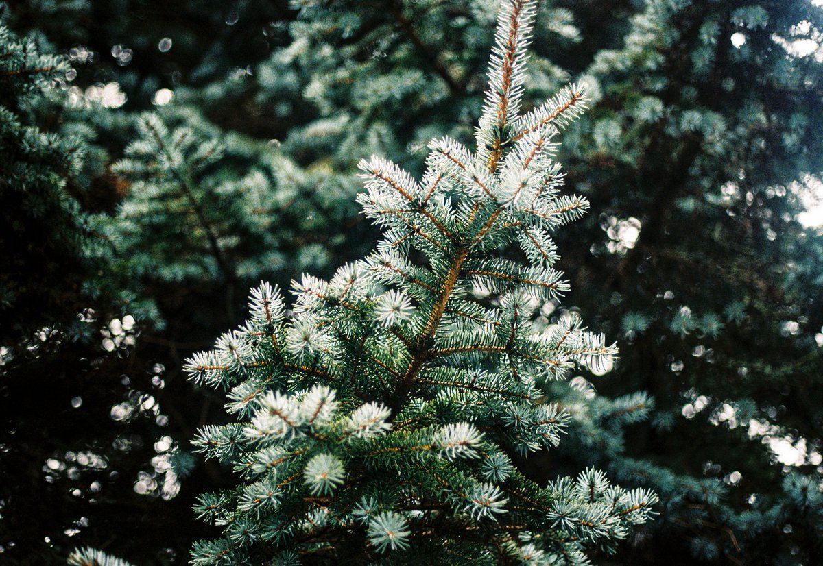 Brooke Fitzwater, PhD (she/her) 🐟🏳️🌈 tweet media