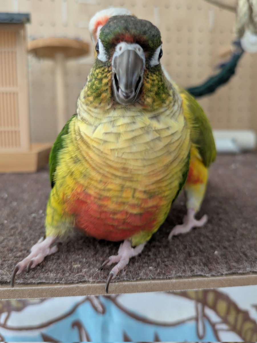 何このポージング🤣
大体うりが後ろにいるよねw

おはようございます🌤️
疲れを癒しましょう✨️
皆さま良い週末を😊

#ウロコインコ
#うり
#える