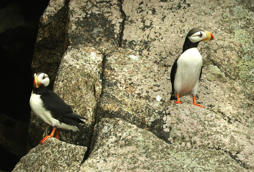 Protecting their cliff side #puffins