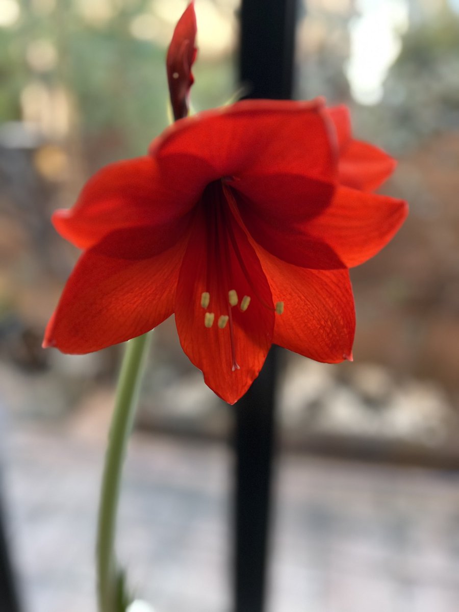 kazz_nishikiori's tweet image. 撮影風景を横から撮影、って感じです。
何か振ってる様ですが、顔つきで分かりますね。
^ ^
答えは、部屋の中で振り回すと、お母さんに怒られる物です。
YouTubeを見ると、スゲ〜振り方が出来る人が沢山居ます。…