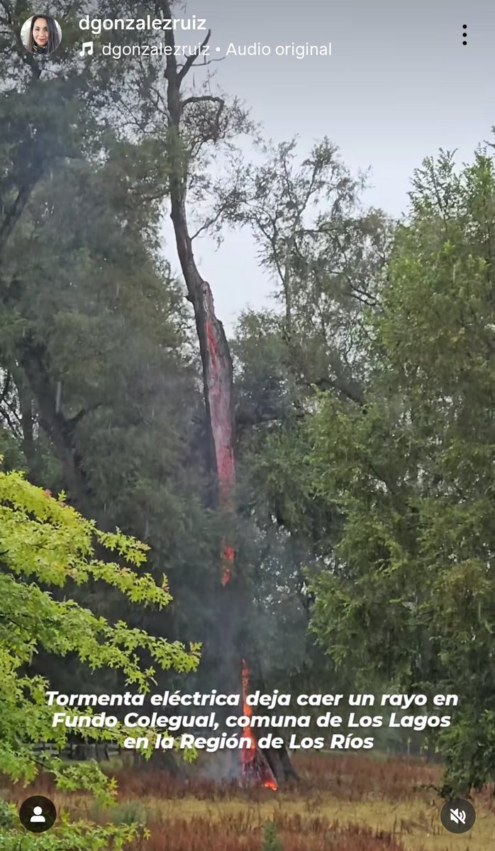 Crosiz_'s tweet photo. Árbol alcanzado por un rayo esta mañana en Colegual, Región de Los Lagos.

#TormentaElectrica #Rayos #Truenos #Clima @meganoticiascl @mega @rodrigosepu #rayos #Truenos #chile #valdiviacl #loslagos  @InformaAlMinuto https://t.co/3cFdYPOYGT