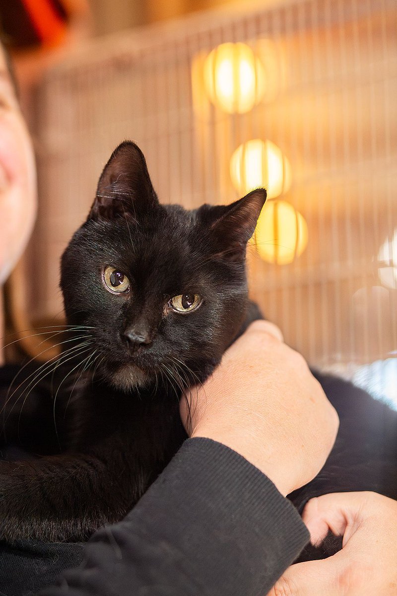 🚨 CLANCY needs your help. 😭 

He needs to be an ONLY cat and on a SPECIAL diet for the rest of his life. We can provide an adopter free food for a while, but not forever.

This is such a special cat, and he's been waiting 10 months for a home. Will Clancy ever find his person?