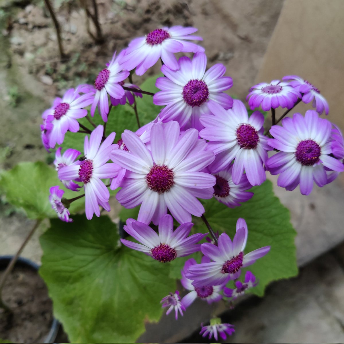Good morning friends 🌹🙏 
Flowers #gardening #nature