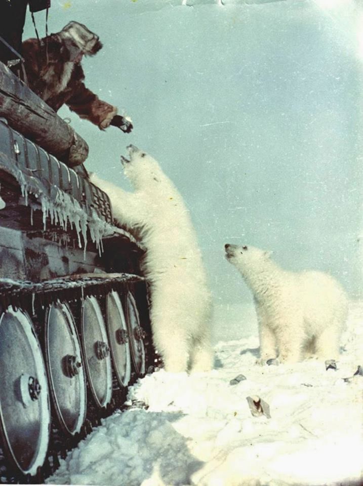 ArchVisionW's tweet image. Soviet Soldiers feeding polar bear from their tank 1950