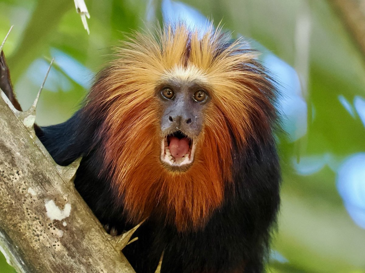 Rob Rackliffe tweet media