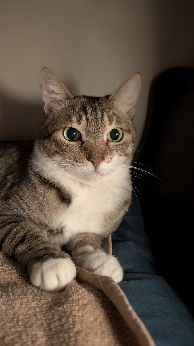 blue_noracat's tweet image. 言い聞かせてない方がきた……