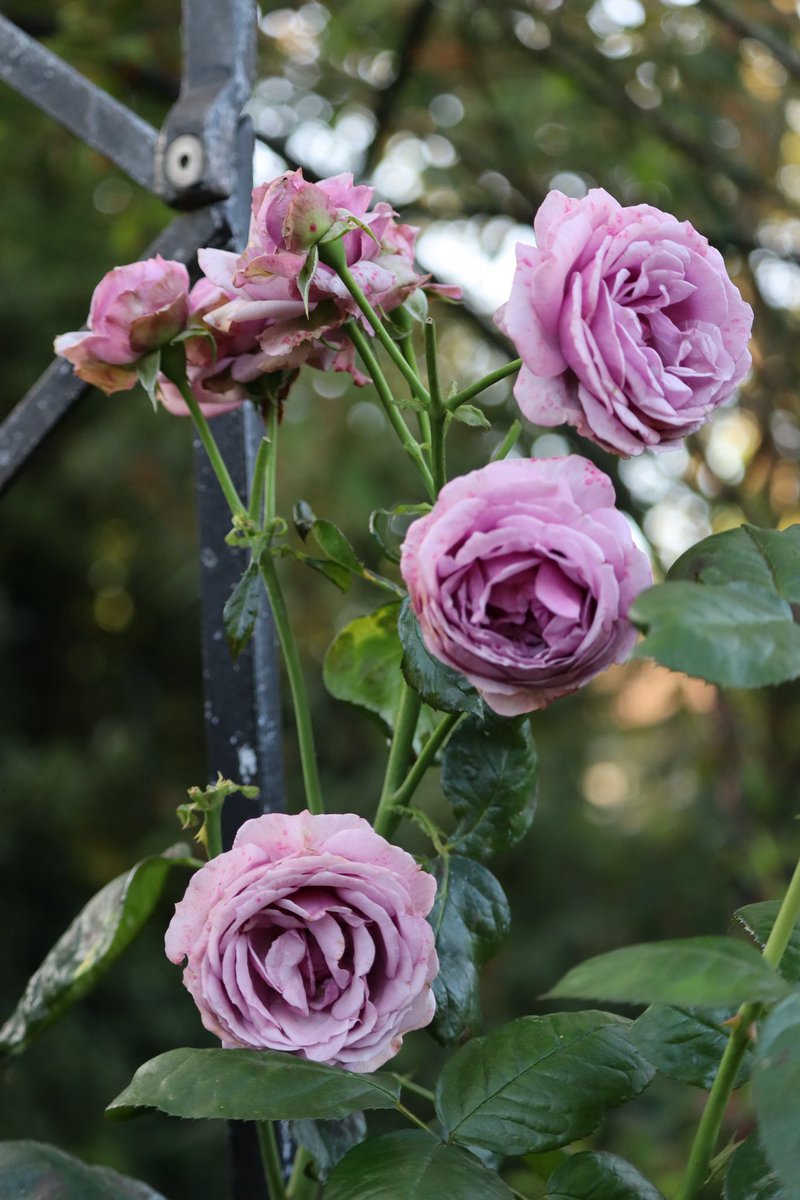 🇨🇦 Jean Paetkau 📕 tweet media