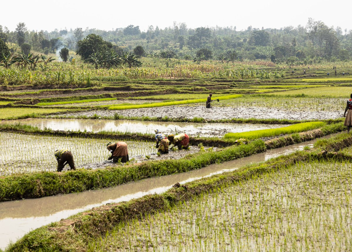 WHO Rwanda tweet media